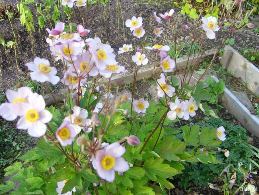 Анемона японская (Anemone japonica)