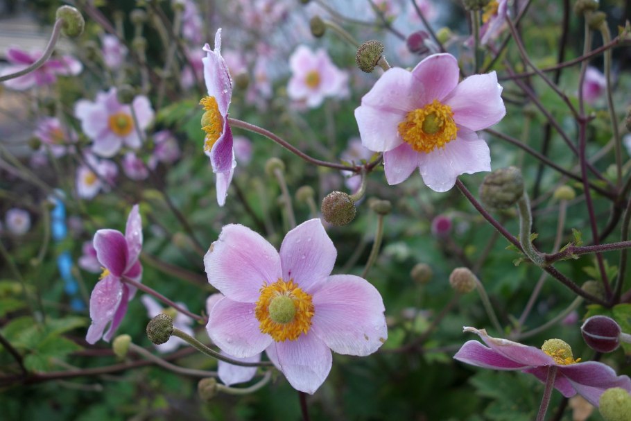 Анемон осенний