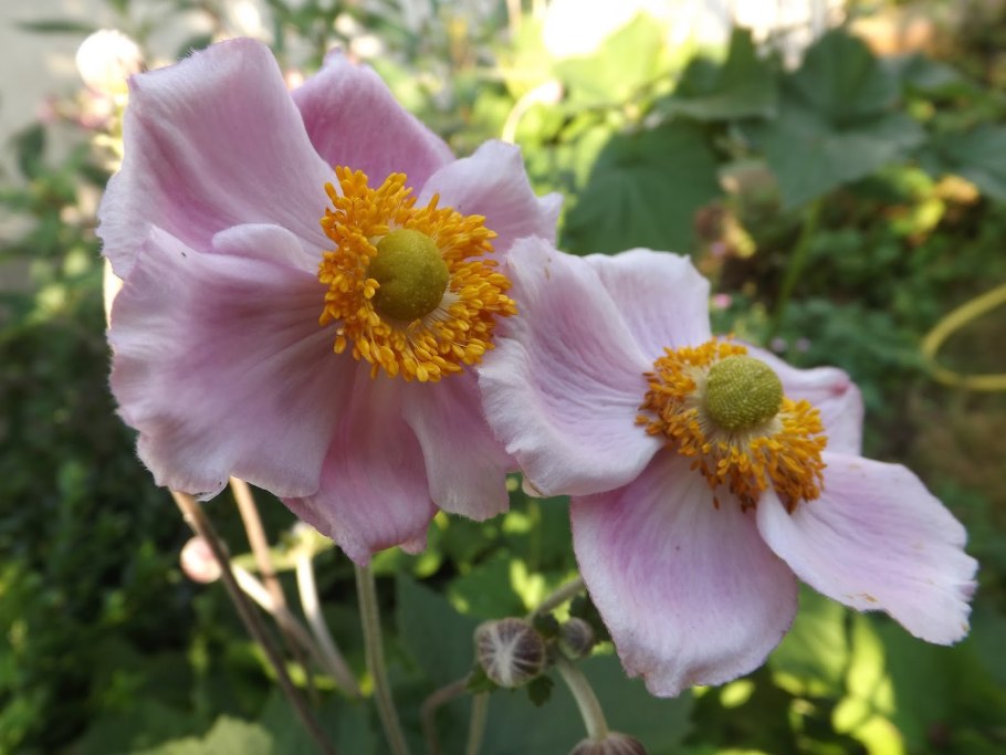 Анемона войлочная септембер Шарм