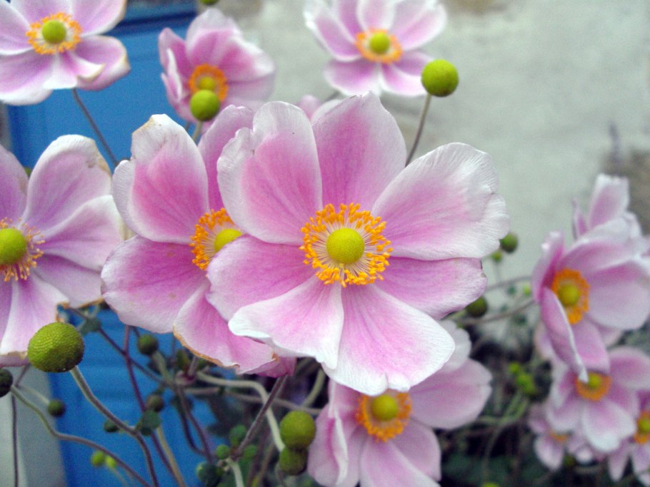 Анемона Лесная розовая