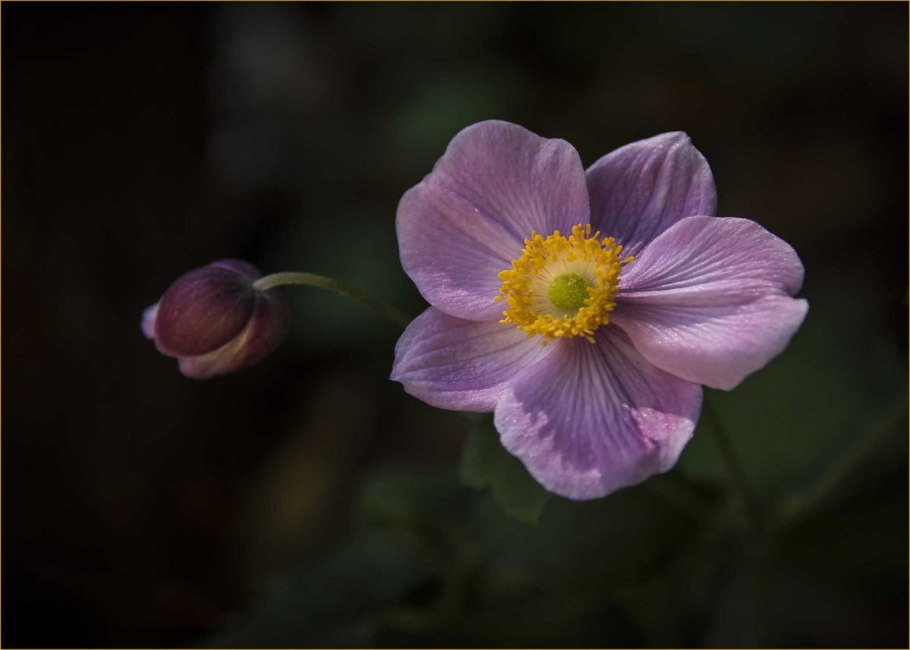 Анемона Lorelei