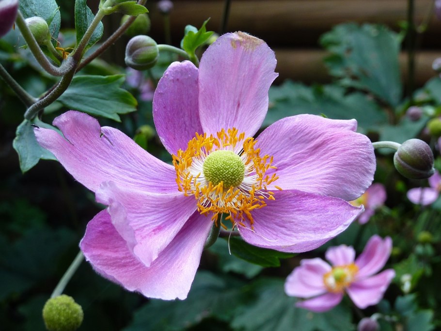 Анемона Садовая розовая