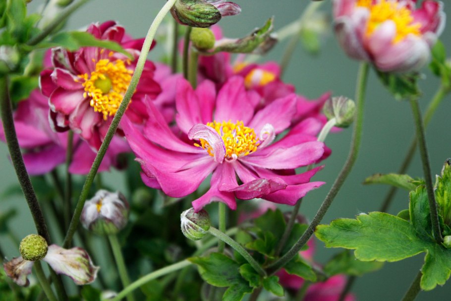 Анемона ветреница японская