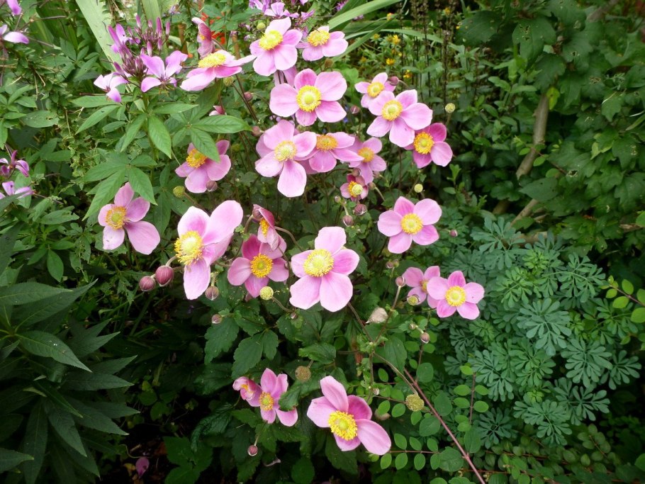 Анемона Hiiumaa