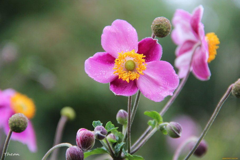 Анемона японская розовая