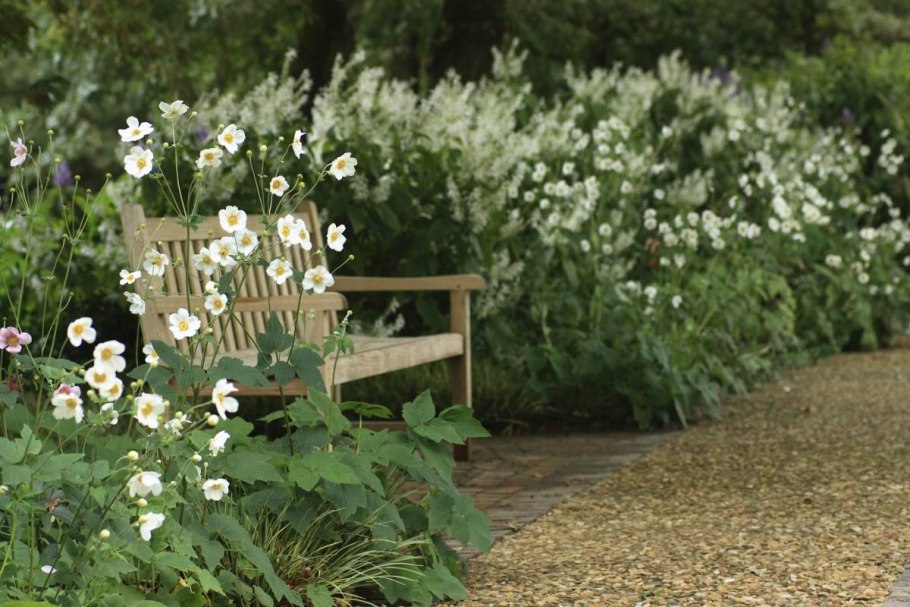 Анемона гибридная Литтл саммер Бриз