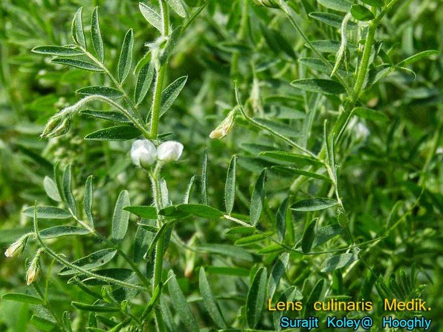 Чечевицы (Ervum Lens) цветение