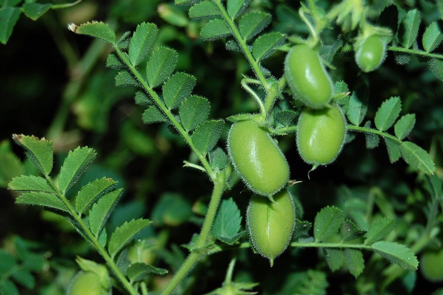 Нут Cicer arietinum