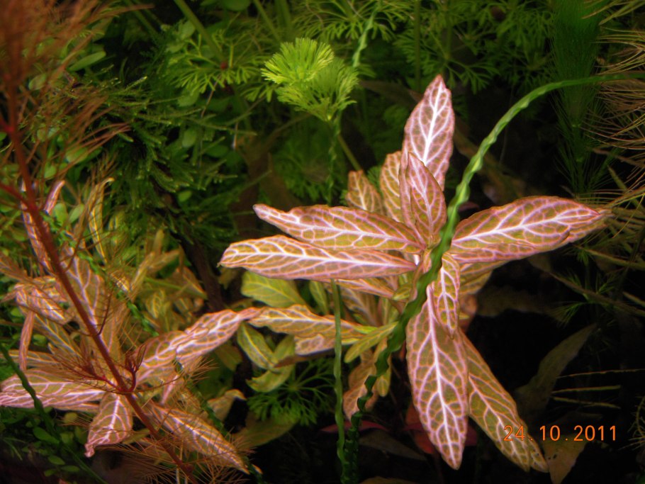 Гигрофила многосемянная Hygrophila polysperma