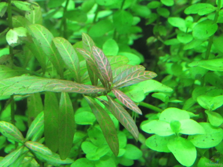 Гигрофила многосеменная