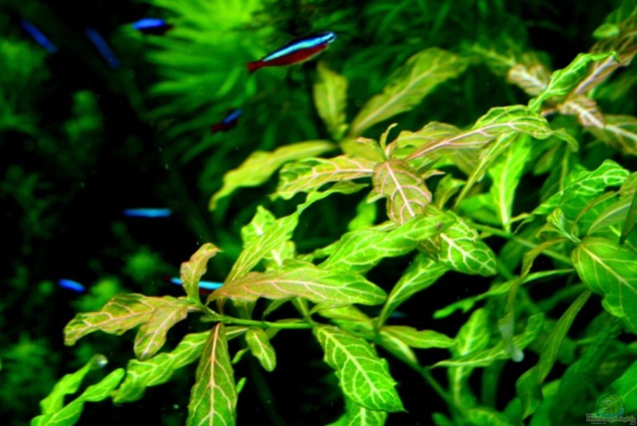 Гигрофила многосеменная узорчатая