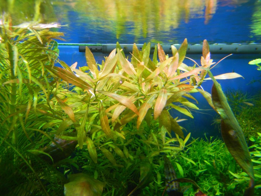 Гигрофила болотник