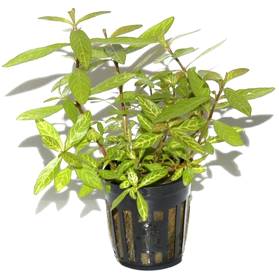 Аквариумное растение Гигрофила многосемянная