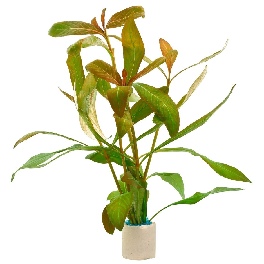 Гигрофила многосеменная (Hygrophila polysperma)