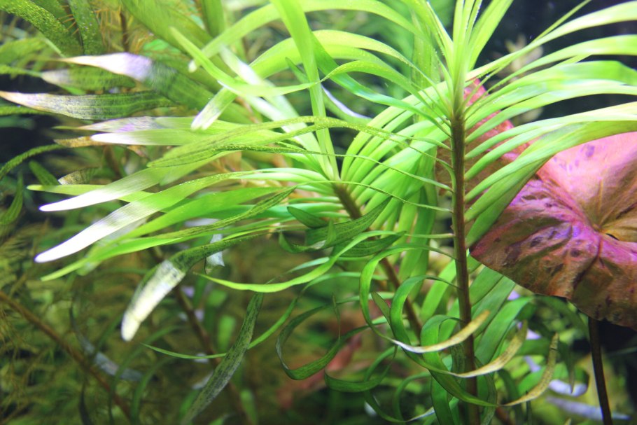 Гигрофила многосеменная мраморная