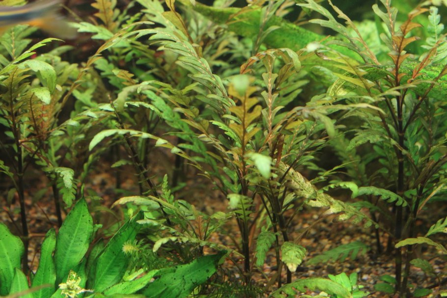 Гигрофила розанервиг