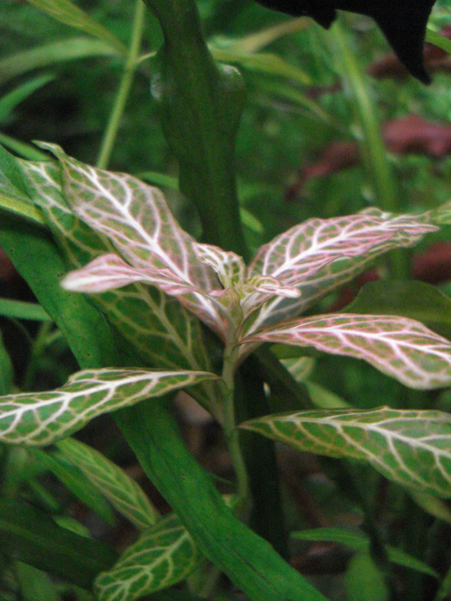 Гигрофила многосеменная