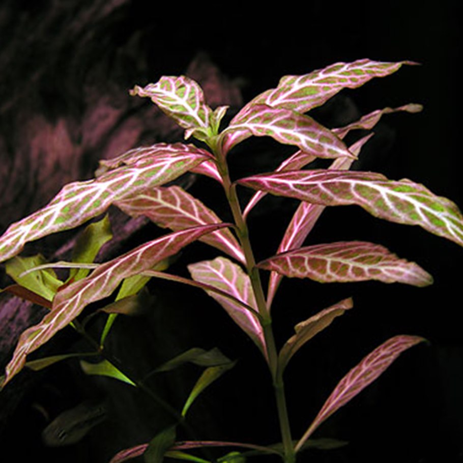 Гигрофила розанервиг