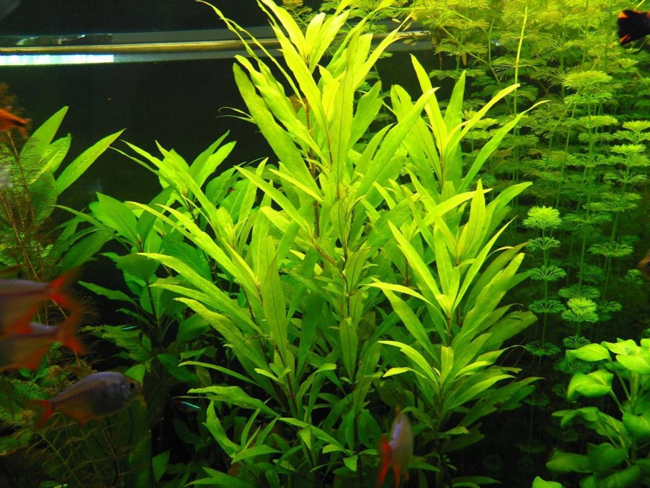 Гигрофила болотник