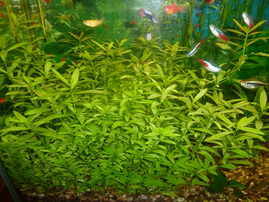 Гигрофила многосеменная