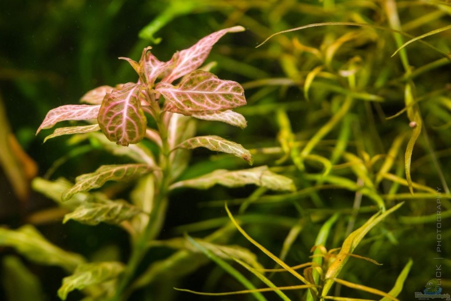 Гигрофила многосемянная