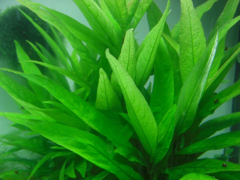 Гигрофила дифформис