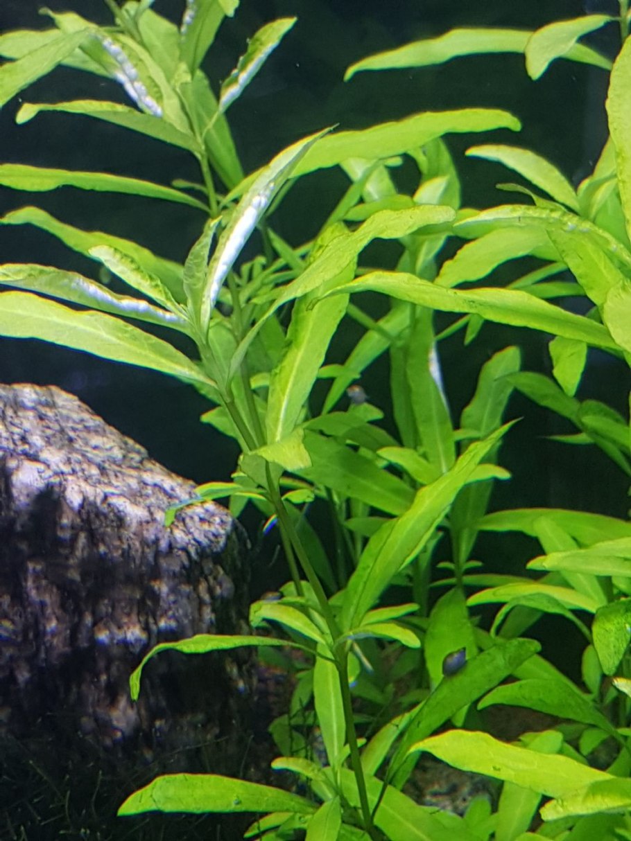 Гигрофила лимонник