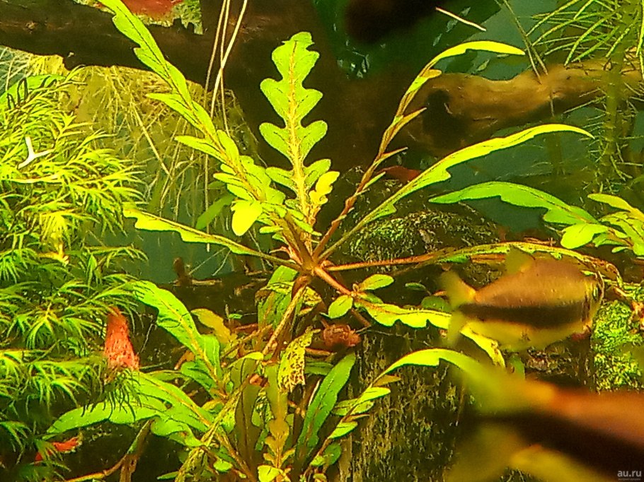 Людвигия грандулоза