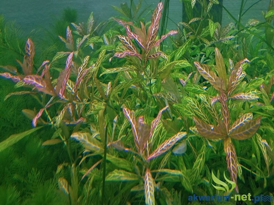 Гигрофила многосемянная мраморная розанервиг