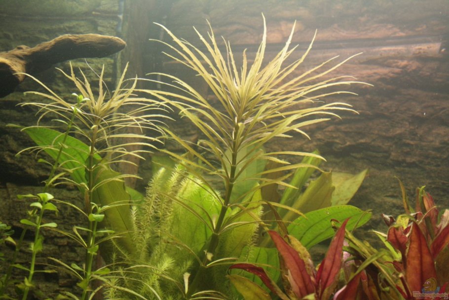 Гигрофила многосемянн