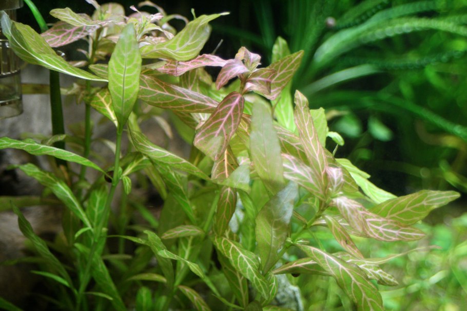 Гигрофила многосемянная