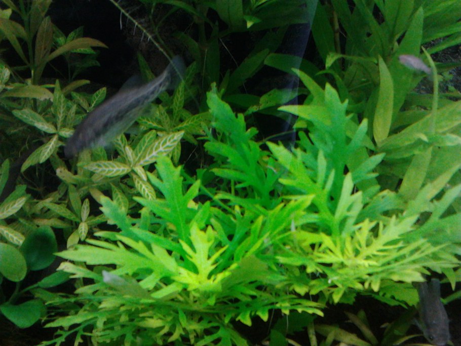 Гигрофила иволистная аквариумное