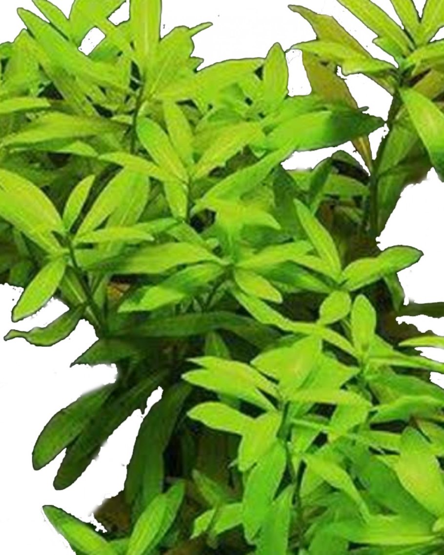 Гигрофила розовая леди