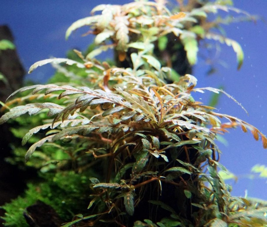 Гигрофила Вайс Грюн