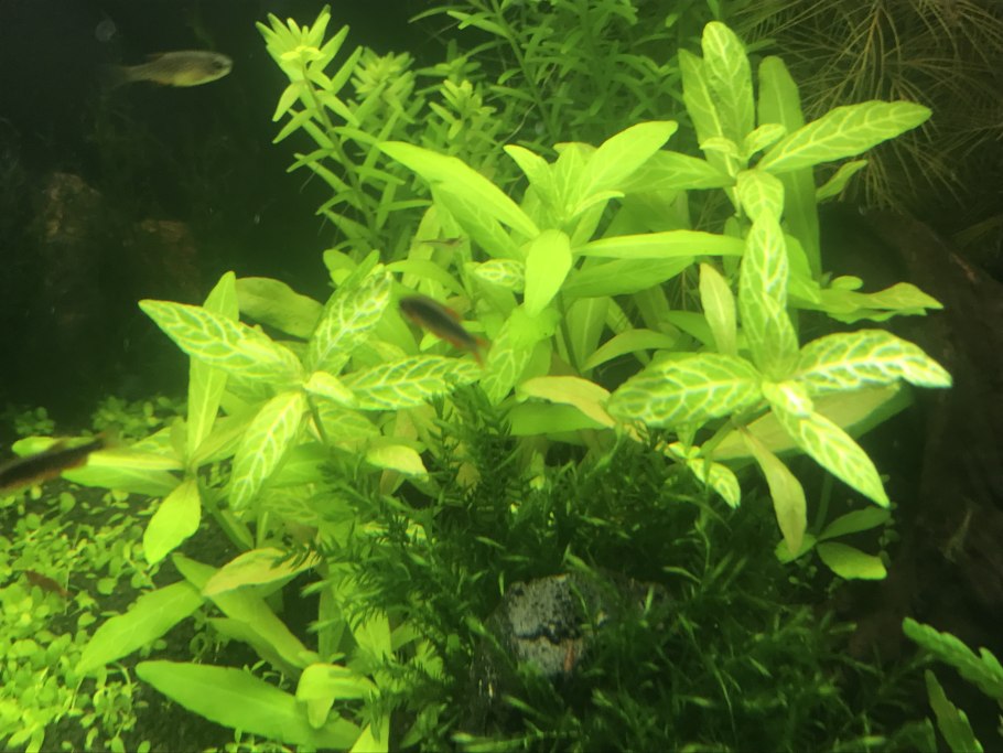 Гигрофила многосеменная