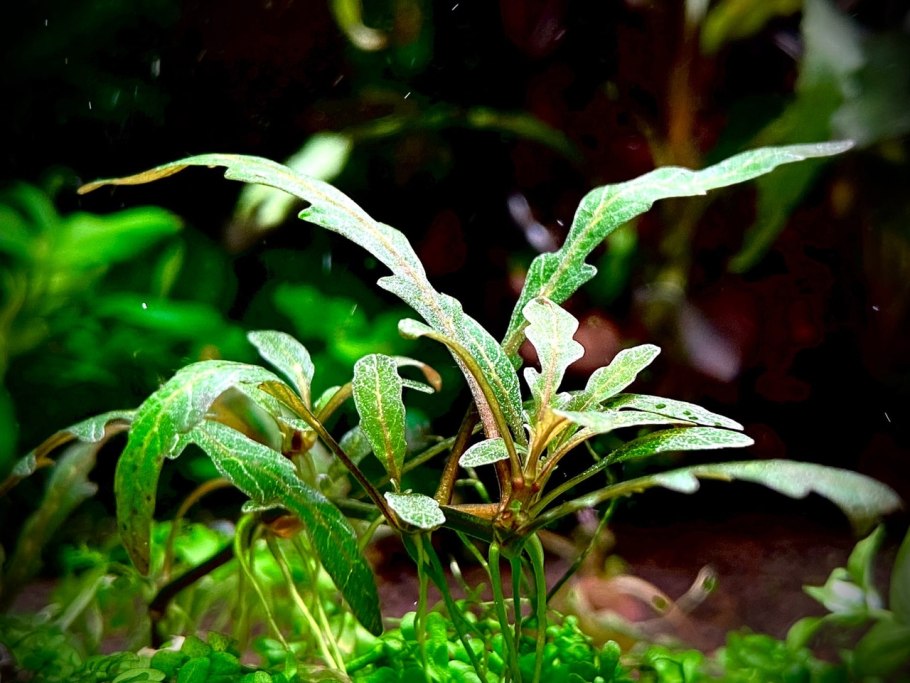 Гигрофила пиннатифида аквариумное