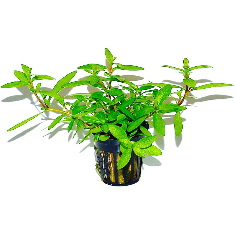 Гигрофила многосеменная "Цейлон"