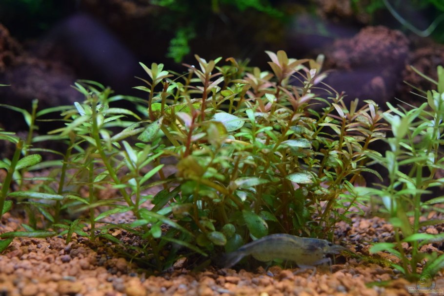 Гигрофила иволистная