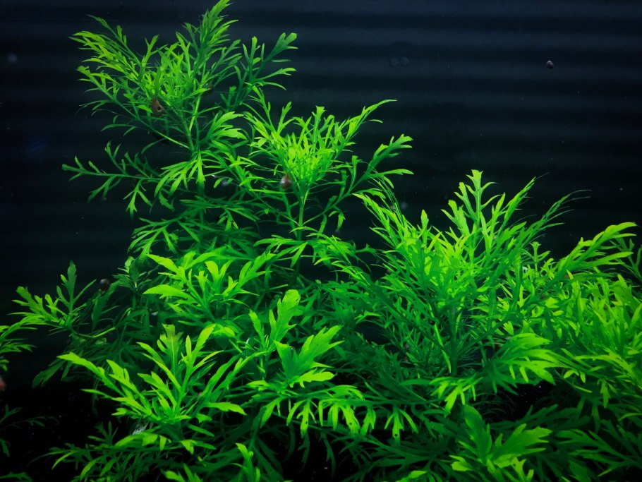 Гигрофила змея