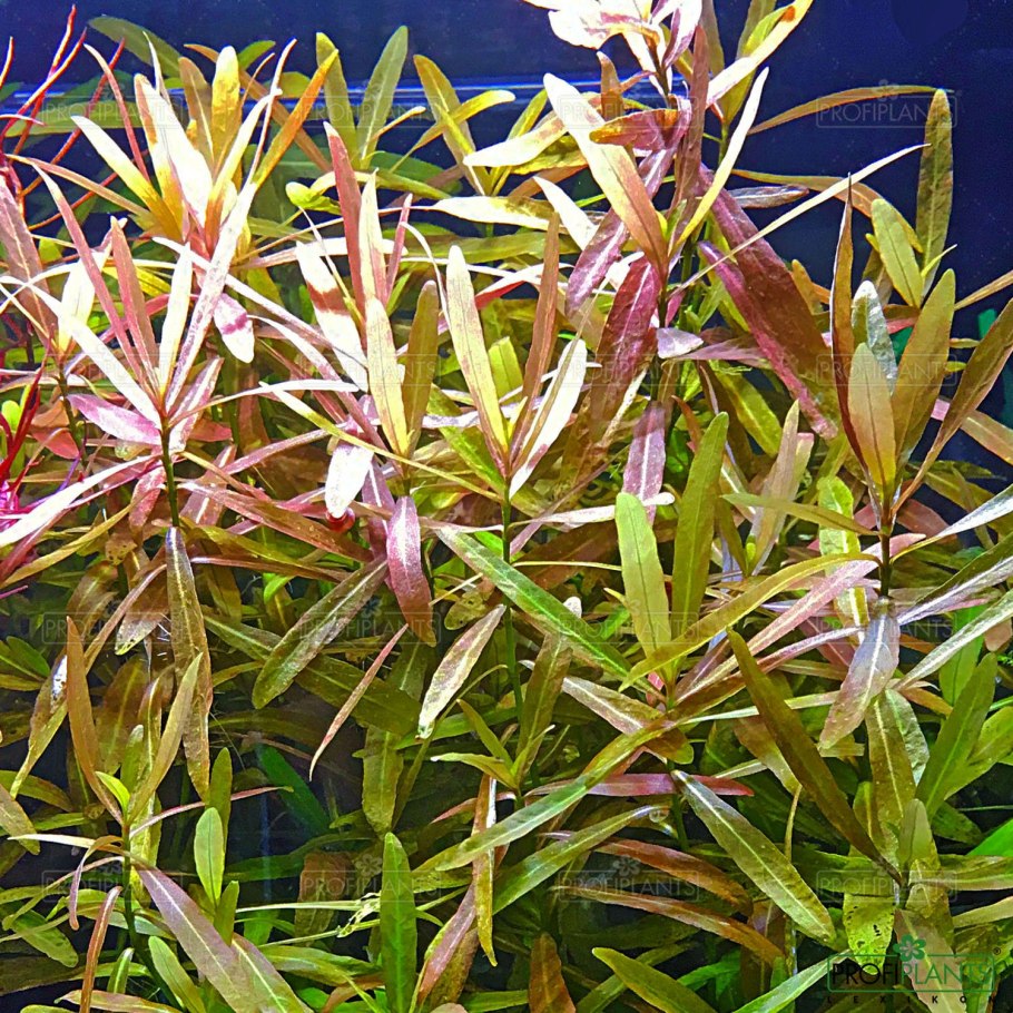 Гигрофила Арагвая