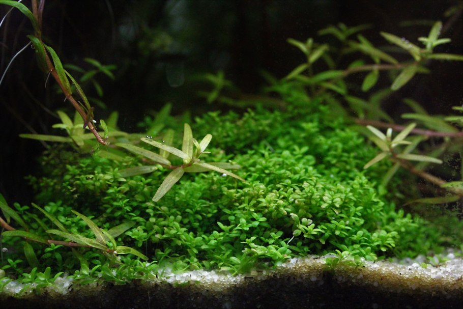 Гигрофила индийская аквариумное