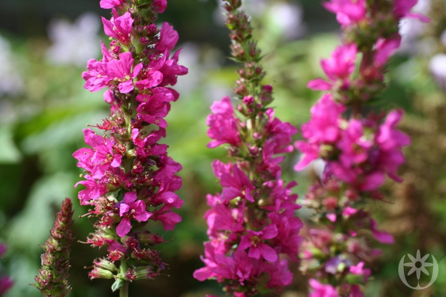 Дербенник Зигунерблют