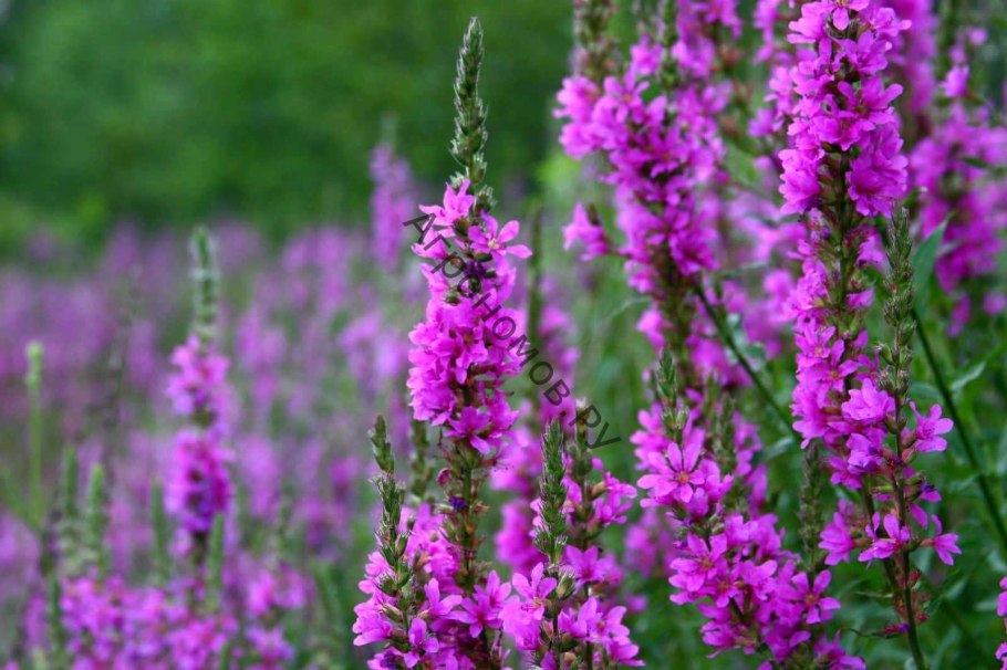 Дербенник вязолистный