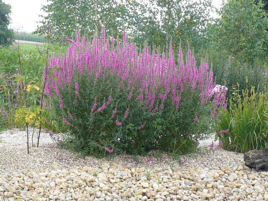 Дербенник иволистный 'Robert'