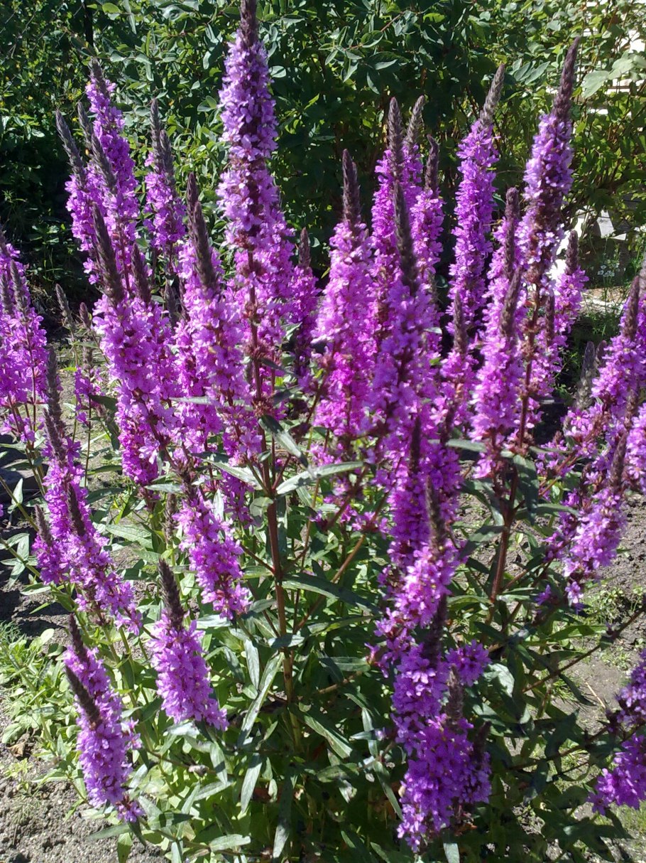 Вербейник криволистный