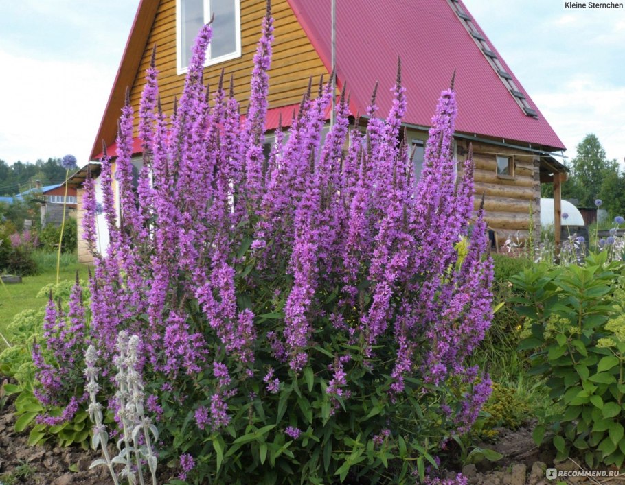Дербенник иволистный Роберт в клумбе