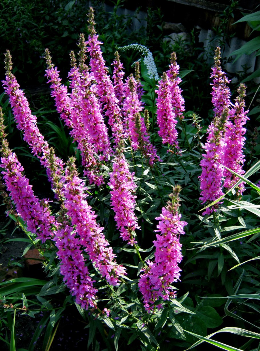 Дербенник иволистный Роберт