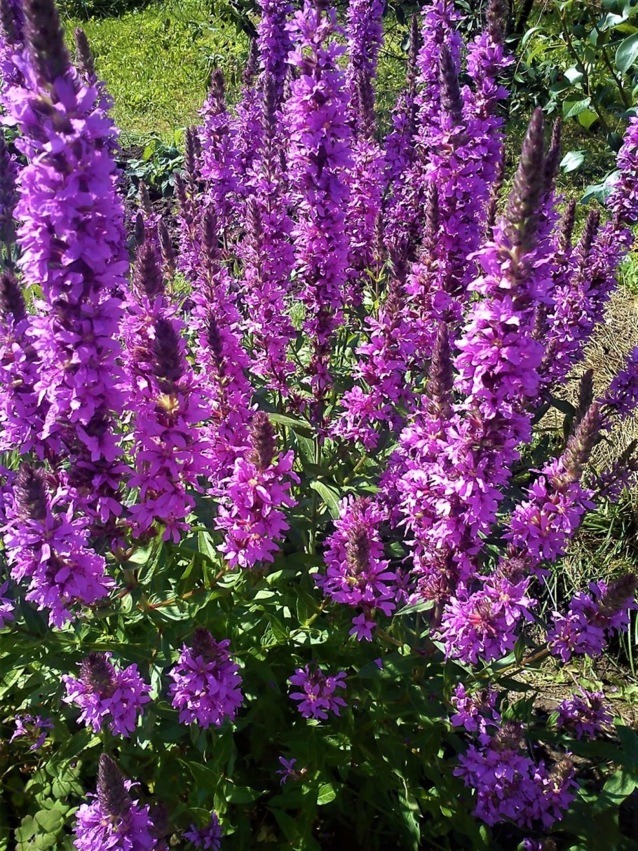 Дербенник иволистный Свирл