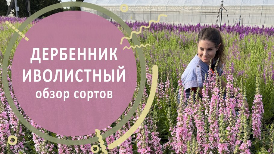 Питомник Лесково гортензия компактный сорта