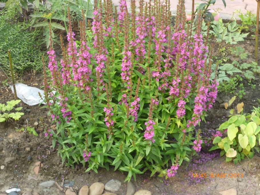 Дербенник иволистный little Robert